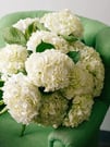 White Hydrangeas Bouquet 