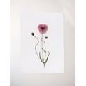Field Poppy Pressed Print