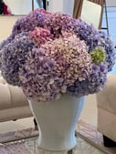 Hydrangea Dreams 