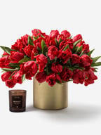 Rococo Parrot Tulip 