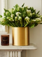 Mint Parrot Tulip 
