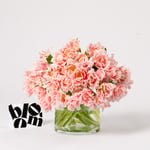 Cotton Candy Pink Fringe Tulip 