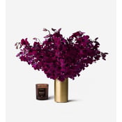 Cabernet Dendrobium Cut Orchid 