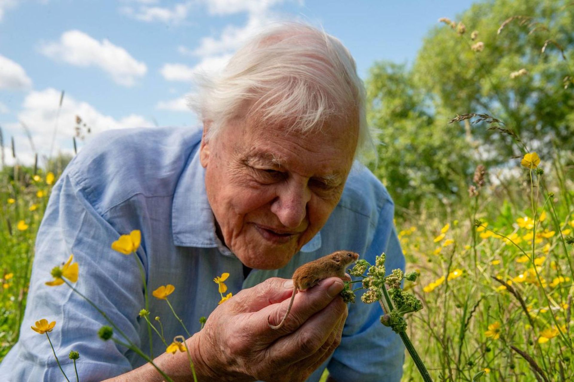 An elderly man with white hair smiles gently whilst holding a small brown mouse near wildflowers in a sunlit meadow, as seen in the new special Wild London featuring David Attenborough, with blue sky and green trees in the background.