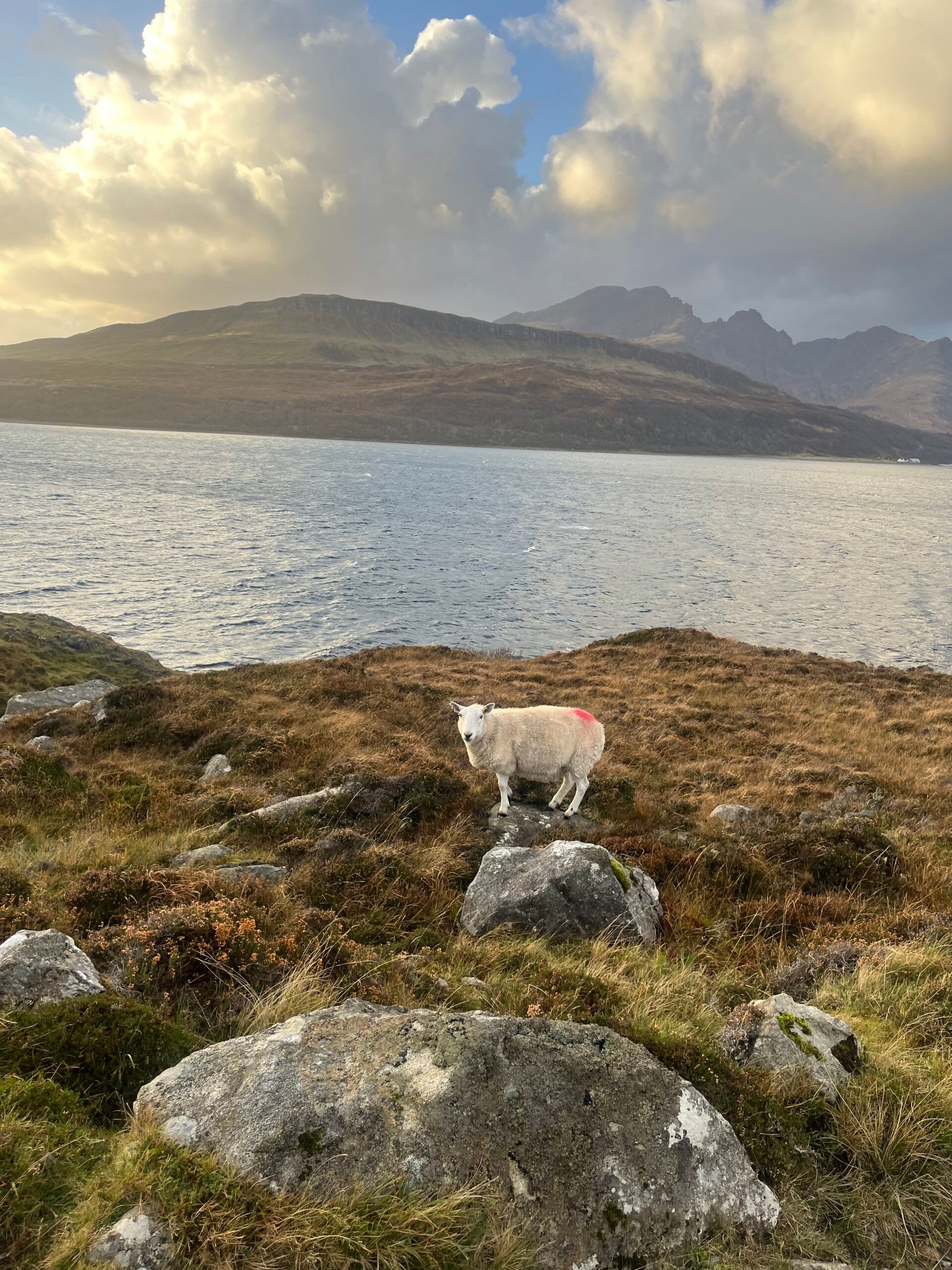 A single sheep stands on a grassy, rocky hillside overlooking a large body of water near Kinloch Lodge, with mountains and a dramatic, cloudy sky in the background.