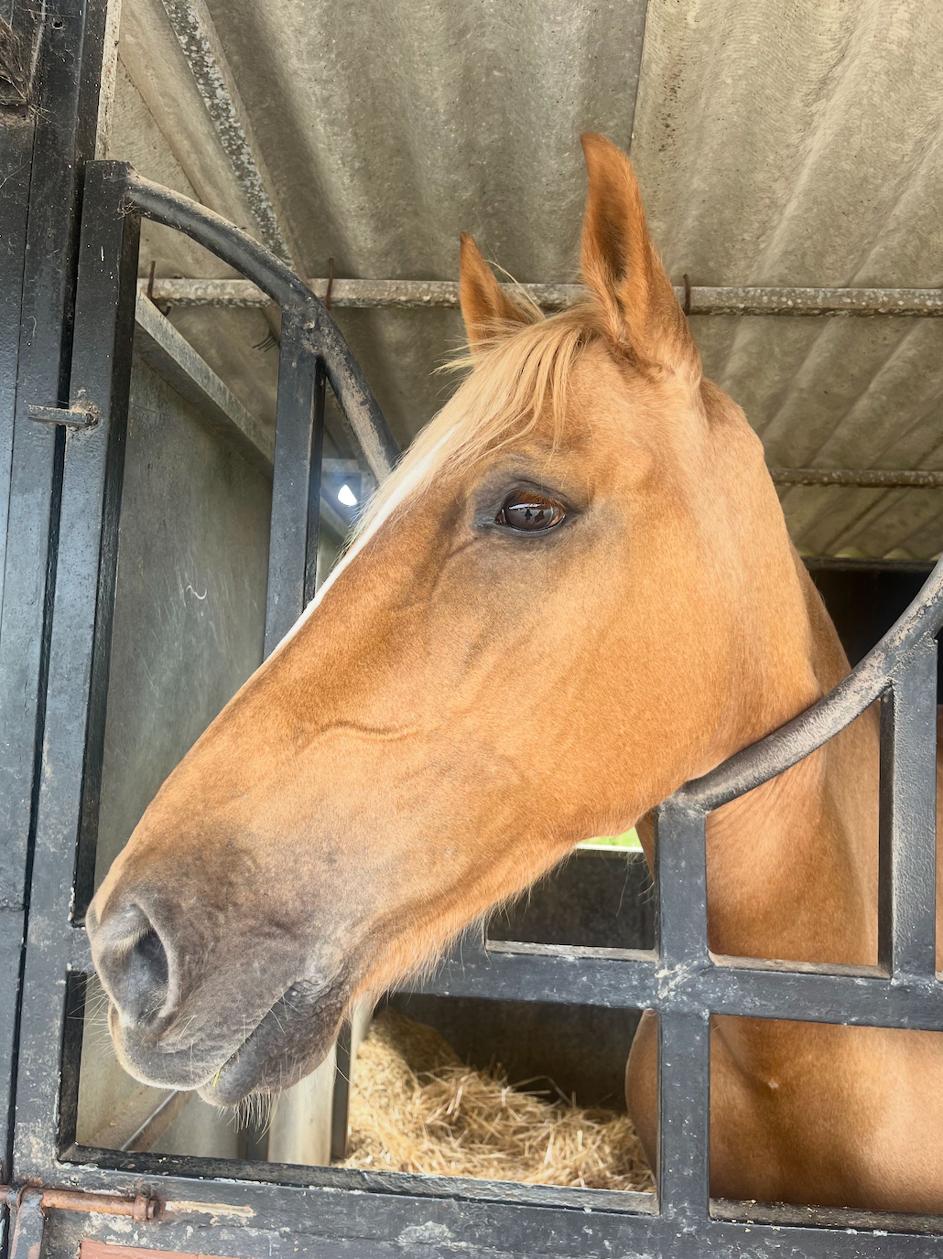 horse