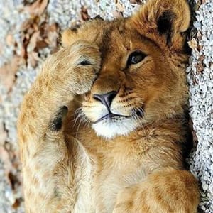 Lions