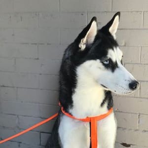Husky