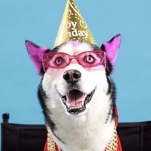 Swaggy Wolfdog