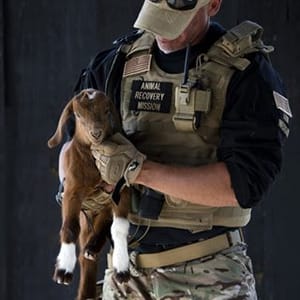 Animal