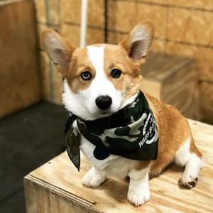 Winston
