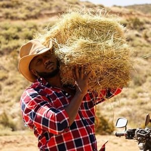 Bebe Cool