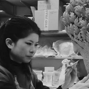 Hitomi Hosono