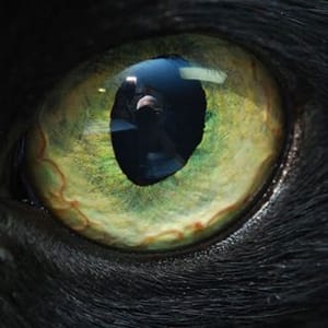 Tha Crow