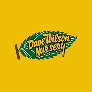Dave Wilson
