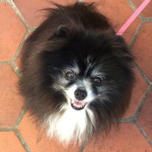Skunk Pom