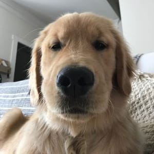 Bear Logan