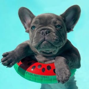 Darla Butterball