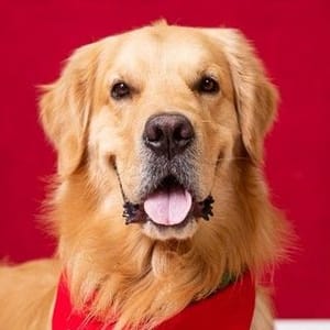 Golden Frederico