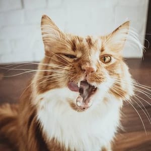 Michael Kitten