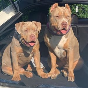 Bullie Kennels