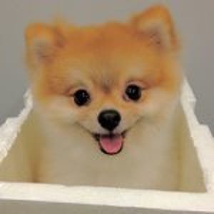 Pacocadog