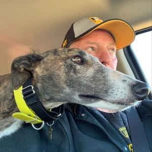 Cool Greyhounds