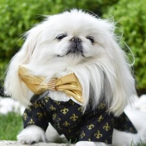 Hank Pequines