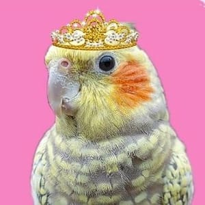 Messi Pet