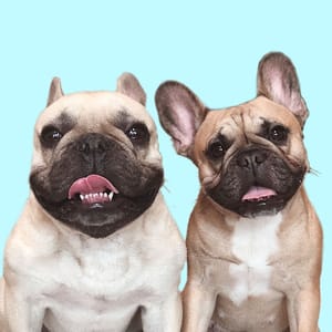 Griffin Frenchie