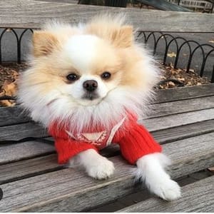 Bentley Pomeranian