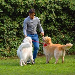 Atom  humber