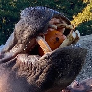 Brian Zookee