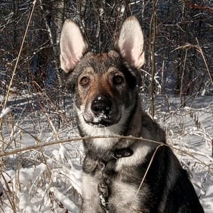 Wolf Cub