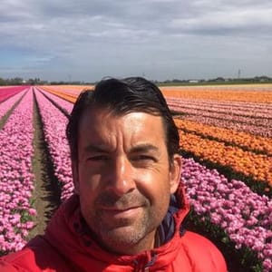Tulips  Bulbs