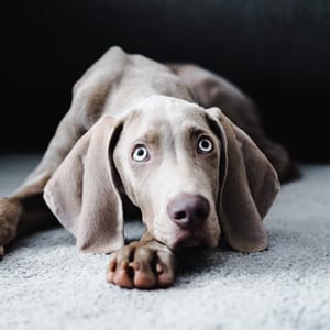 RORY THE WEIMARANER
