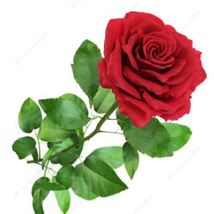 Red Rose Media