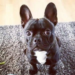 Flor The Frenchie