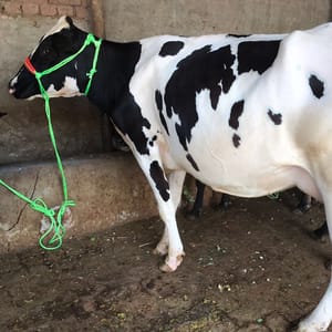 Ajay Chopra Dairy Farm ,RAHON ,Nawanshahr,Punjab