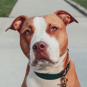 Hattie The American Staffy