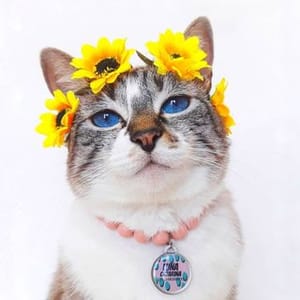 Luna Catarina