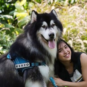 Kenzo Malamute