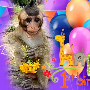 Nature Monkey