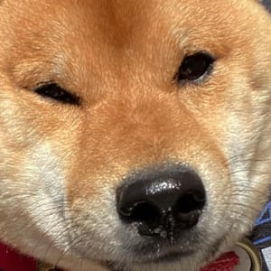 Kenji The Shiba