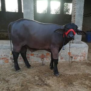 Anmol Cattle Farming