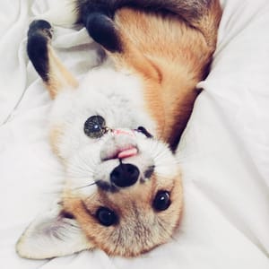 Juniper Foxx