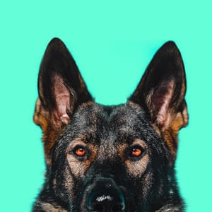 Jade The Sable GSD