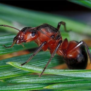 Damian Ants