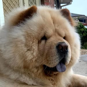 Master Cloud Chow