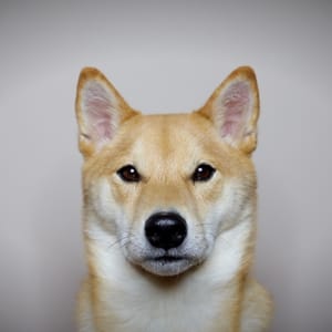 Haru the Shiba Inu